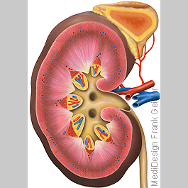 Anatomie Niere Ren mit Nierenbecken Pelvis renalis und Nebenniere Glandula adrenalis