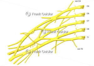 Anatomie Armgeflecht Plexus brachialis aus Ästen der Spinalnerven - Medical Pictures