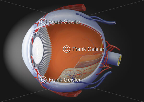 Anatomie Auge, Augapfel (Bulbus oculi) lateral gefenstert mit Schichten - Medical Pictures