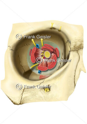Anatomie Augenhöhle (Orbita) mit Nerven und Muskeln - Medical Pictures