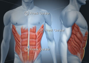 Anatomie Bauchmuskulatur, Bauch mit Bauchmuskeln beim Mann - Medical Pictures