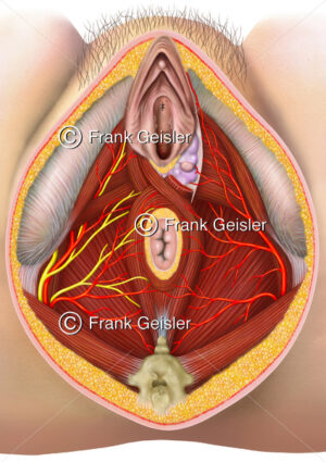 Anatomie Beckenboden der Frau mit Geschlechtsorgane, Vulva mit Klitoris und Vagina - Medical Pictures