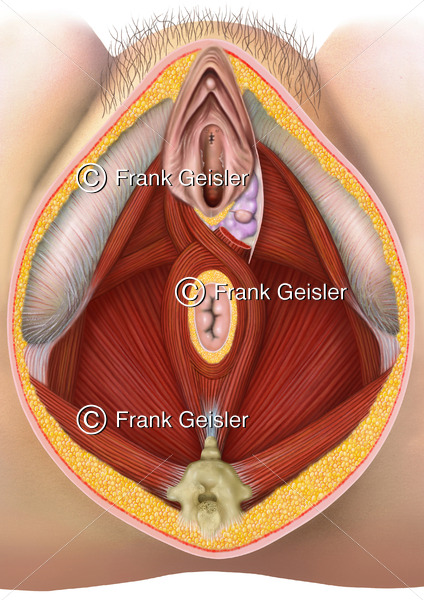 Anatomie Beckenboden der Frau mit Geschlechtsorgane, Vulva mit Klitoris und Vagina - Medical Pictures
