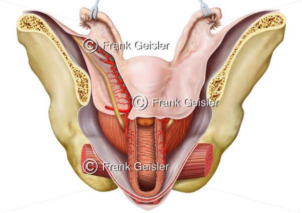 Anatomie Beckenboden mit Beckenorgane und Geschlechtsorgane der Frau - Medical Pictures