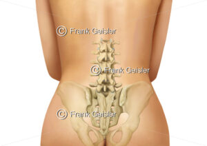 Anatomie Beckenknochen mit Lendenwirbelsäule von dorsal - Medical Pictures
