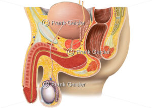 Anatomie Beckenorgane und Geschlechtsorgane beim Mann - Medical Pictures