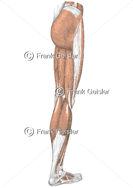 Anatomie Bewegungsapparat, Muskulatur Oberschenkel und Unterschenkel - Medical Pictures