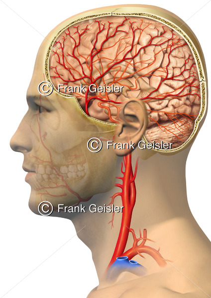 Anatomie Blutversorgung Gehirn durch Halsschlagadern (Arteria carotis communis, interna, externa) - Medical Pictures