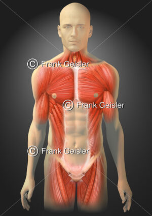 Anatomie Brustmuskulatur und Bauchmuskulatur des Menschen - Medical Pictures