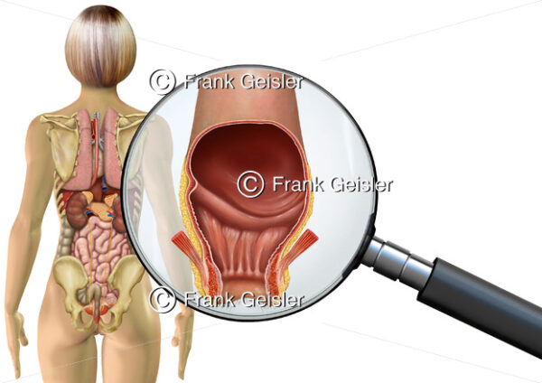 Anatomie Enddarm mit After der Frau, innere Organe im menschlichen Körper - Medical Pictures