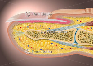 Anatomie Finger, Fingerkuppe mit Nagel (Unguis) - Medical Pictures