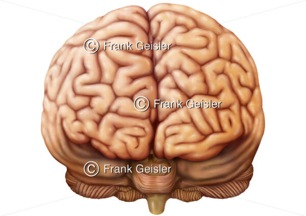 Anatomie Frontallappen Gehirn, Lobus frontalis, das Frontalhirn vom Großhirn Telencephalon - Medical Pictures