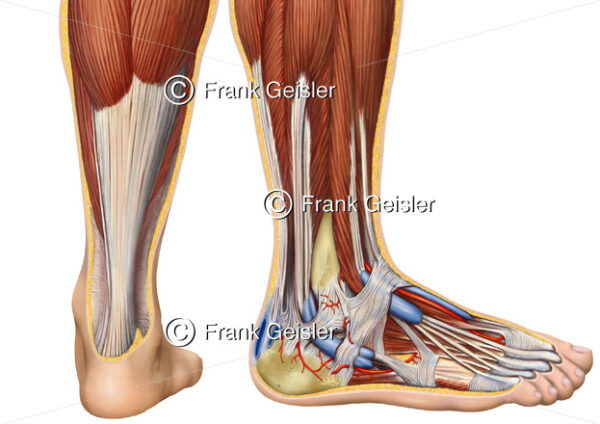 Anatomie Fuß, Achillessehne Tendo calcaneus mit Wadenmuskeln - Medical Pictures