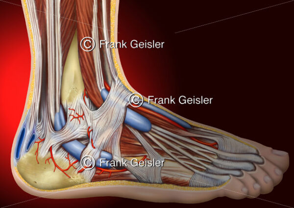 Anatomie Fuß, Ferse mit Achillessehne und Sehnenscheiden - Medical Pictures