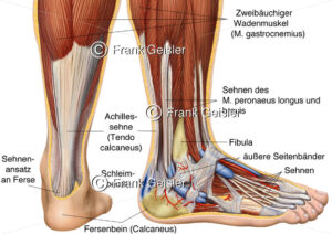 Anatomie Fuß mit Sehnen und Bänder, Achillessehne Tendo calcaneus - Medical Pictures