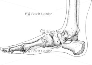 Anatomie Fußskelett, Gelenke und Knochen des Fußes - Medical Pictures