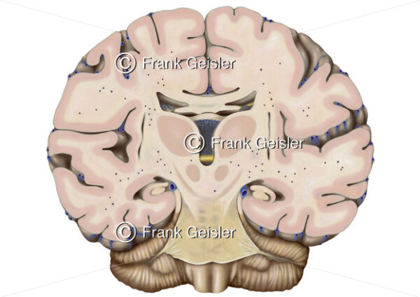 Anatomie Gehirn, Frontalschnitt durch das Mittelhirn - Medical Pictures