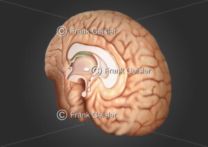 Anatomie Gehirn, Hirnhälfte mit Schnitt durch das Mittelhirn - Medical Pictures