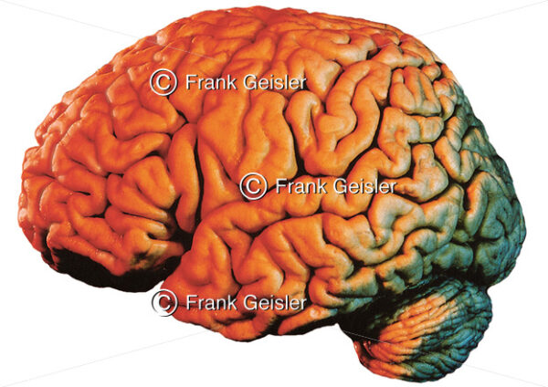 Anatomie Gehirn, Lateralansicht Großhirn (Telencephalon) und Kleinhirn (Cerebellum) - Medical Pictures