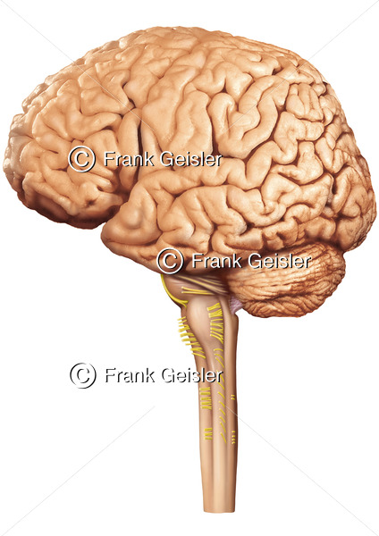 Anatomie Gehirn mit Großhirn, Hirnstamm, Kleinhirn und Rückenmark - Medical Pictures
