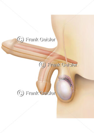 Anatomie Geschlechtsorgan Penis, Physiologie Erektion männliches Glied - Medical Pictures