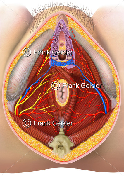 Anatomie Geschlechtsorgane der Frau, Beckenboden mit Vulva, Klitoris und Vagina mit Schwellkörper - Medical Pictures