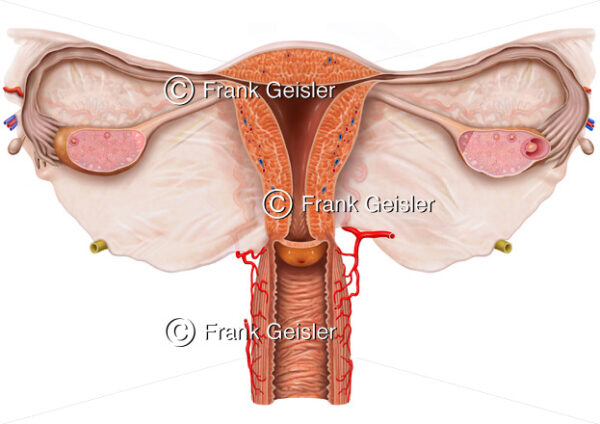 Anatomie Geschlechtsorgane der Frau, Vagina, Uterus, Tube und Ovar - Medical Pictures