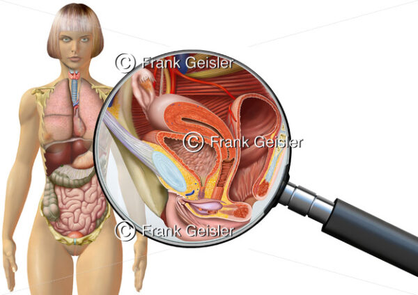 Anatomie Geschlechtsorgane der Frau, Vulva, Scheide Vagina, Gebärmutter Uterus und Eierstock Ovar - Medical Pictures