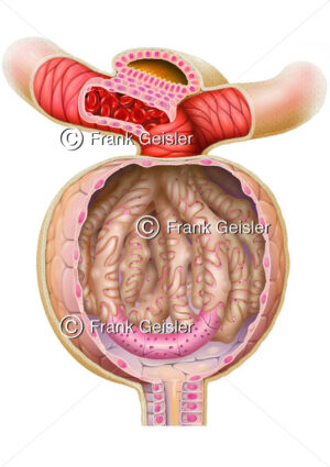 Anatomie Glomerulus, Malpighi-Körperchen, Nierenkörperchen in der Niere - Medical Pictures