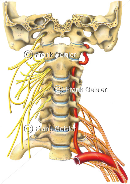 Anatomie Halswirbelsäule mit Nervengeflecht, Halsgeflecht und Armgeflecht des Rückenmarks - Medical Pictures