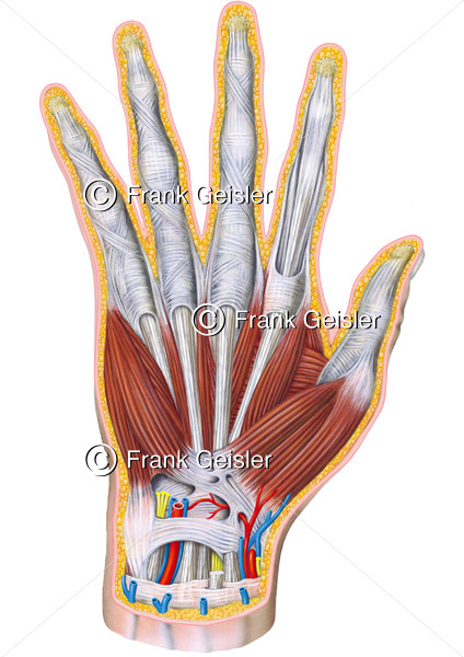 Anatomie Hand, Muskulatur und Sehnen der Hand (Manus) - Medical Pictures