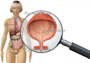 Anatomie Harnblase Vesica urinaria der Frau, innere Organe im menschlichen Körper - Medical Pictures