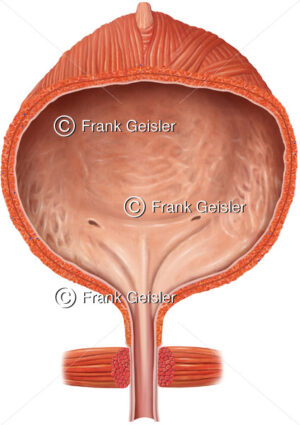 Anatomie Harnblase der Frau mit Harnröhre und Schließmuskel - Medical Pictures
