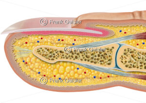 Anatomie Haut, Finger mit Fingerkuppe und Nagel - Medical Pictures