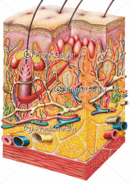 Anatomie Hautschichten der Haut, Haarwurzel mit Talgdrüse sowie Talgdrüsen, Blutgefäße und Sinneszellen - Medical Pictures