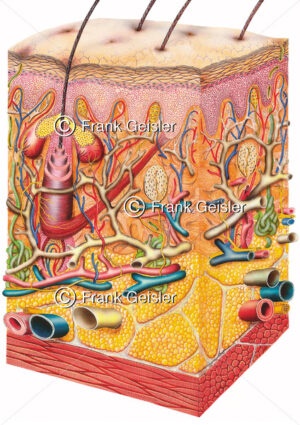 Anatomie Hautschichten der Haut, Haarwurzel mit Talgdrüse sowie Talgdrüsen, Blutgefäße und Sinneszellen - Medical Pictures