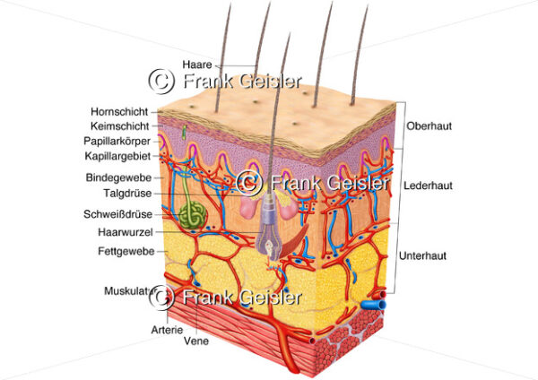 Anatomie Hautschichten der Haut mit Oberhaut, Lederhaut und Unterhaut - Medical Pictures