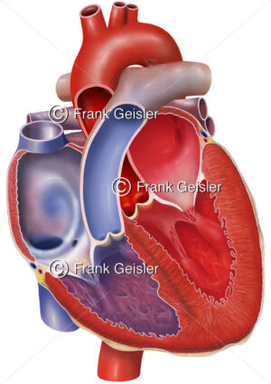 Anatomie Herz, Atrien und Ventrikel arteriell und venös mit Herzklappen - Medical Pictures