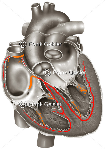 Anatomie Herz, Erregungsleitungssystem mit Sinusknoten und AV-Knoten - Medical Pictures
