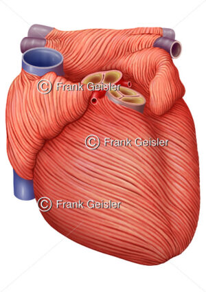 Anatomie Herz, Herzmuskulatur (Myokard) mit Aortenklappe und Pulmonalklappe - Medical Pictures