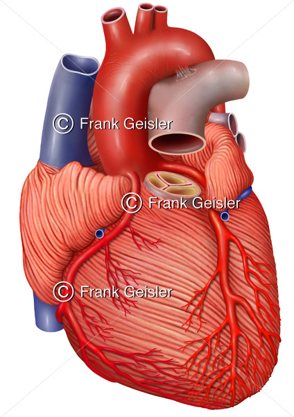 Anatomie Herz, Herzmuskulatur (Myokard) mit Koronararterien - Medical Pictures