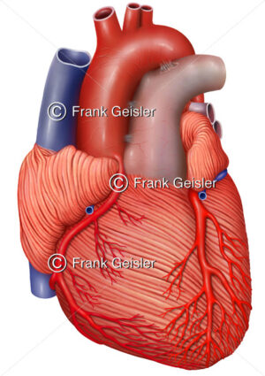 Anatomie Herz, Herzmuskulatur (Myokard) mit Koronararterien - Medical Pictures