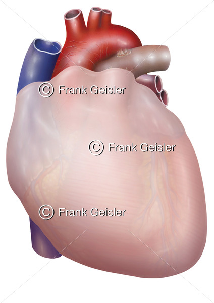 Anatomie Herz, Kardia mit Pericardium (Herzbeutel) - Medical Pictures
