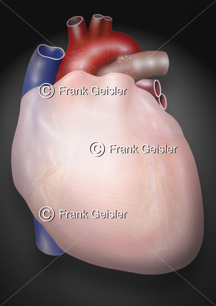 Anatomie Herz, Kardia mit Pericardium (Herzbeutel) - Medical Pictures