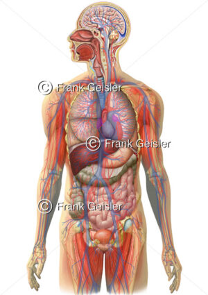 Anatomie Herz-Kreislauf-System, Blutgefäße und Organe des Menschen - Medical Pictures