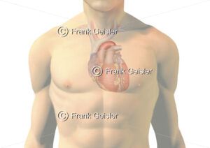 Anatomie Herz, Lage des Herzens im Brustkorb (Thorax) - Medical Pictures