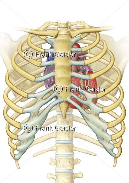 Anatomie Herz, Lage des Herzens im Thorax mit Brustbein und Rippen - Medical Pictures