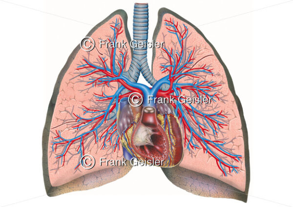 Anatomie Herz, Luftröhre und Lungen mit Bronchien und Lungengefäße - Medical Pictures