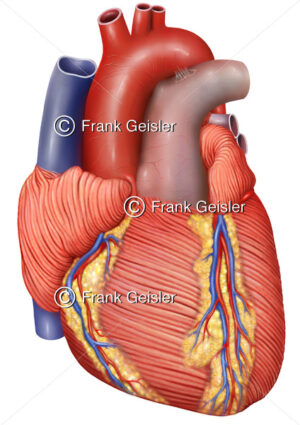 Anatomie Herz, Myokard des Herzens mit Koronargefäße - Medical Pictures