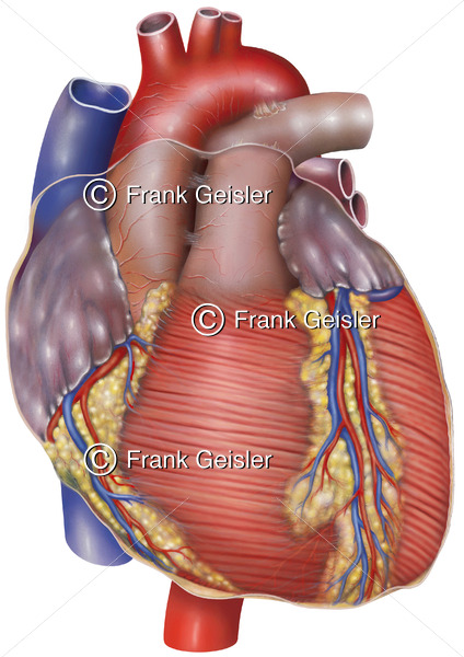 Anatomie Herz, Vorderfläche des Herzens, Myokard mit Koronargefäße - Medical Pictures
